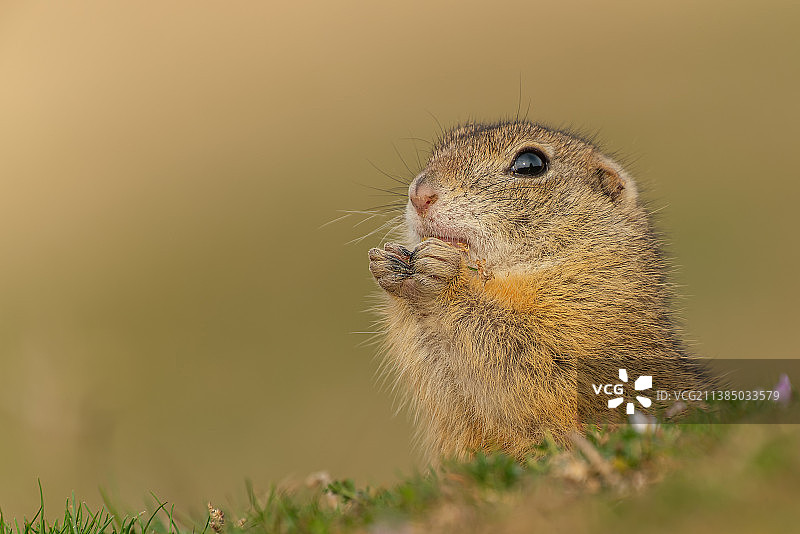 田野中的草原犬鼠特写图片素材
