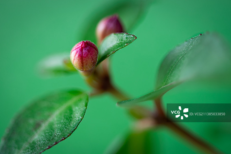 爱尔兰都柏林花蕾特写图片素材
