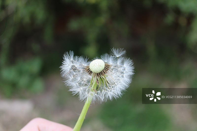 特写：手持蒲公英图片素材