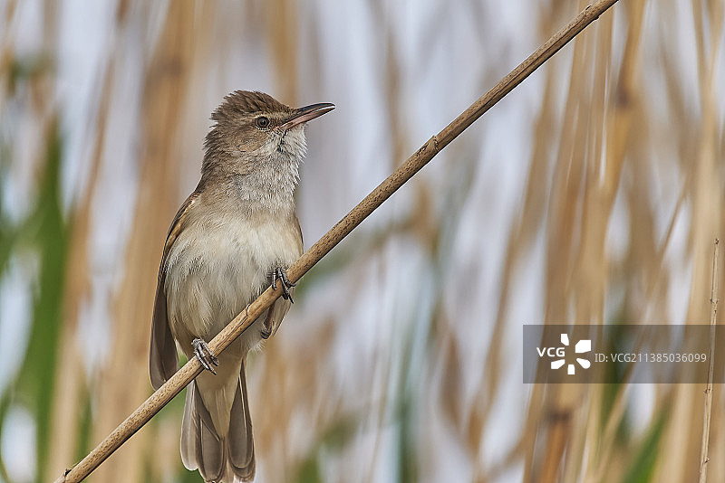 栖息在树枝上的鸣雀近景，罗马尼亚马赫穆迪亚图片素材