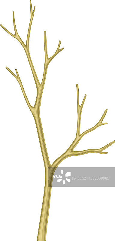 裸露的树枝或树枝，带有裸露的树干和残株图片素材