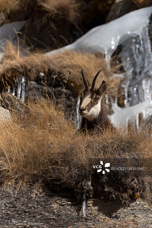 意大利都灵切雷索莱雷亚莱基亚皮利田野上的鹿肖像图片素材
