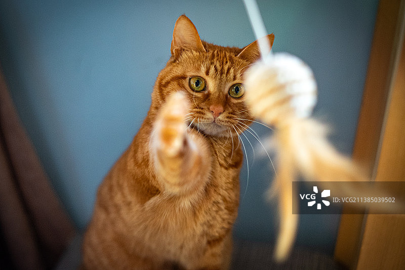 招财猫图片素材