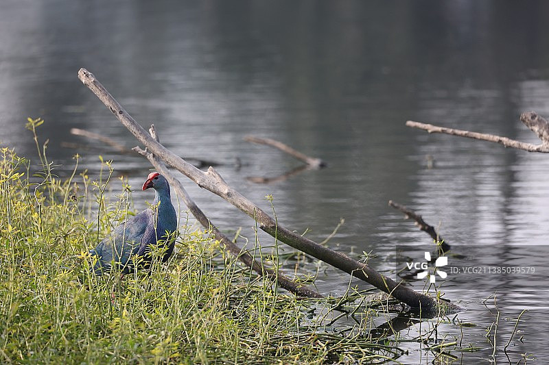 紫水鸡特写：栖息在湖上的鸟类，印度哈里亚纳邦安巴拉图片素材