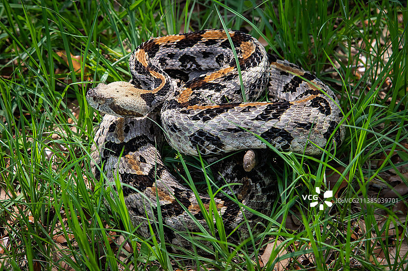 田野中响尾蛇的俯视角度图片素材