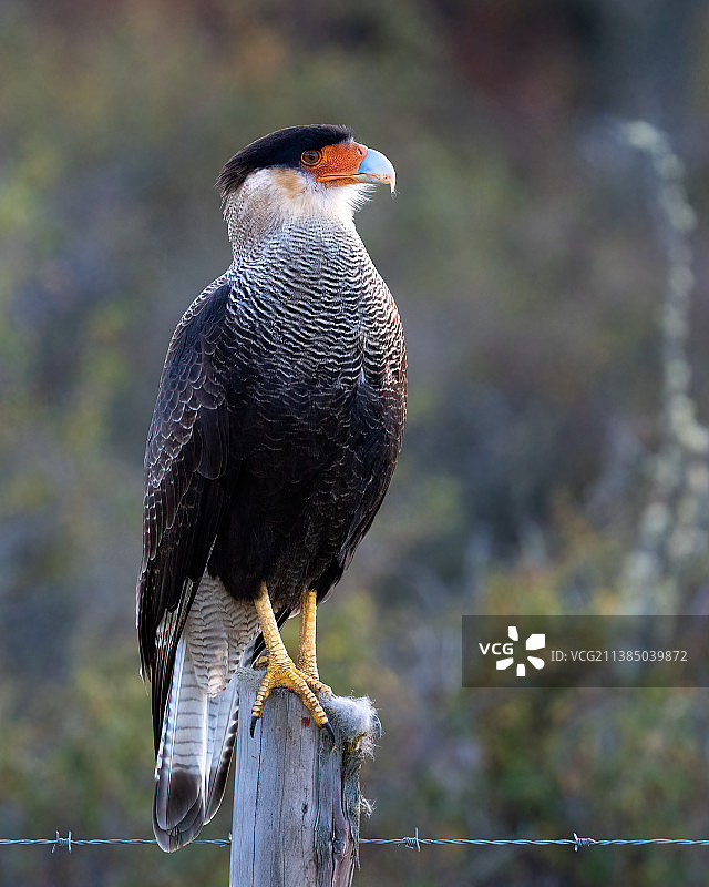 栖息在木桩上的凤头卡拉卡拉鹰特写图片素材