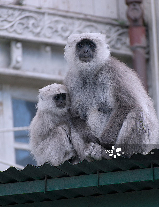 坐在栏杆上的猕猴肖像图片素材