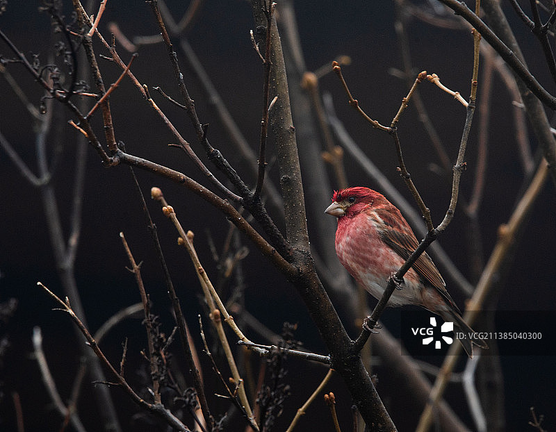 鸣禽特写，栖息在树枝上图片素材