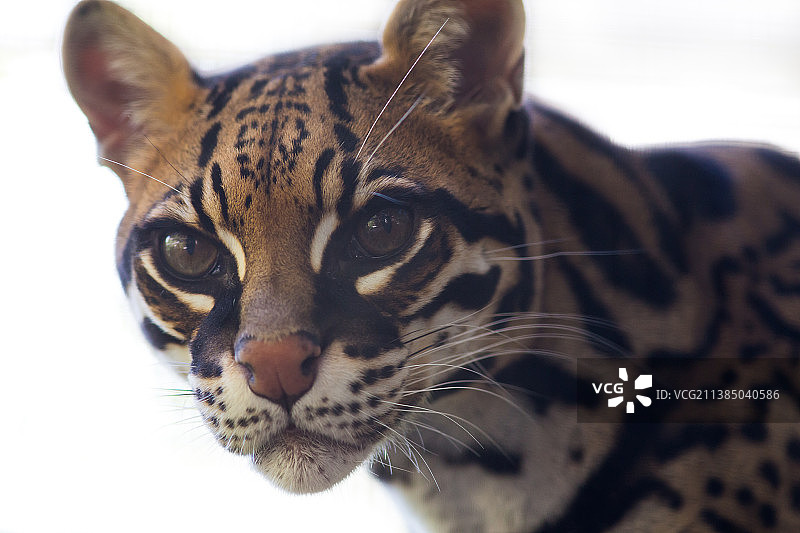 猫的特写肖像，美国圣地亚哥图片素材
