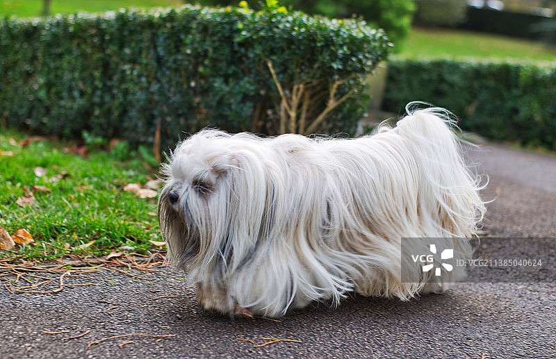 长毛白狗，拉萨犬在路上的特写，英国卢顿图片素材