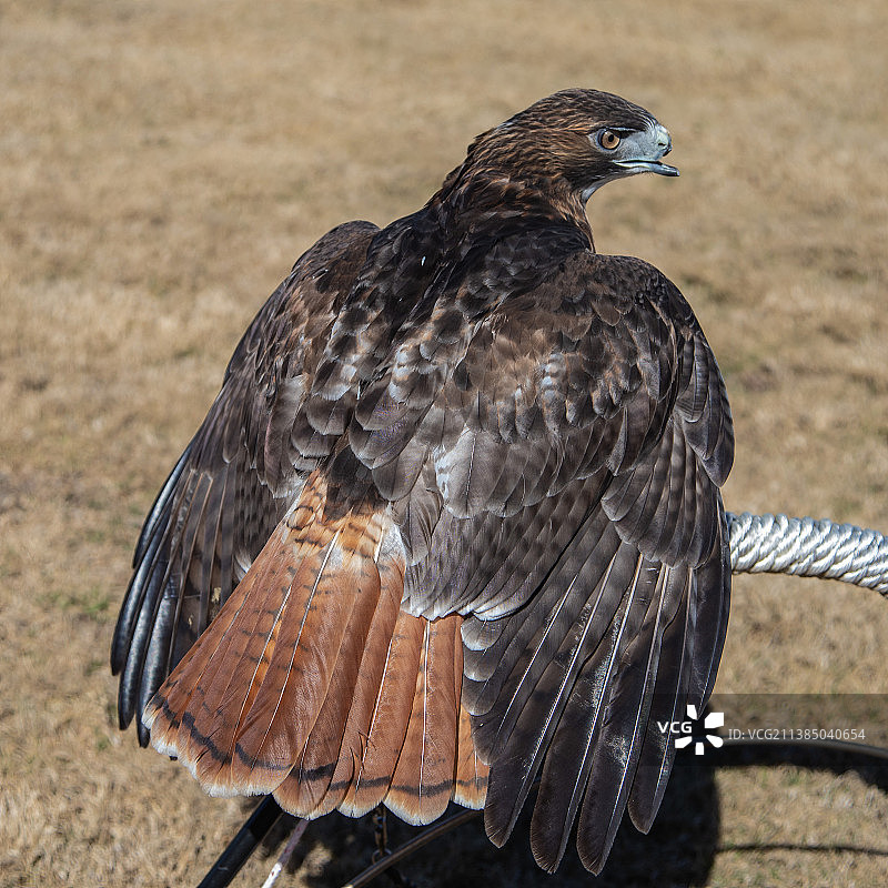 栖息在田野上的猛禽鹰的特写图片素材
