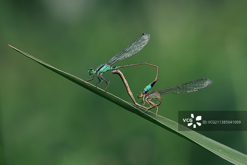 豆娘在植物上的特写图片素材