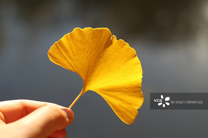 美丽的银杏叶，手持黄色花的特写图片素材