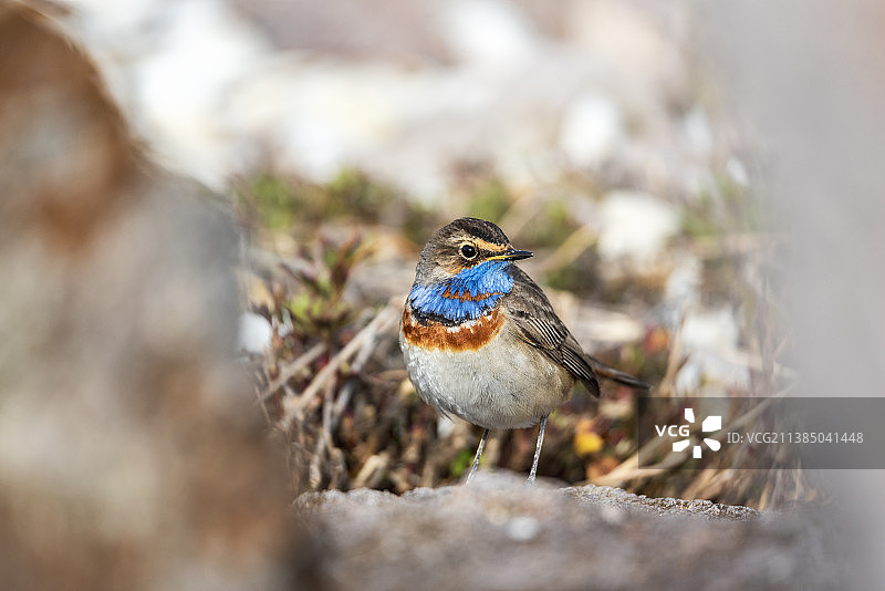 栖息在岩石上的蓝喉歌鸲特写，土耳其图片素材