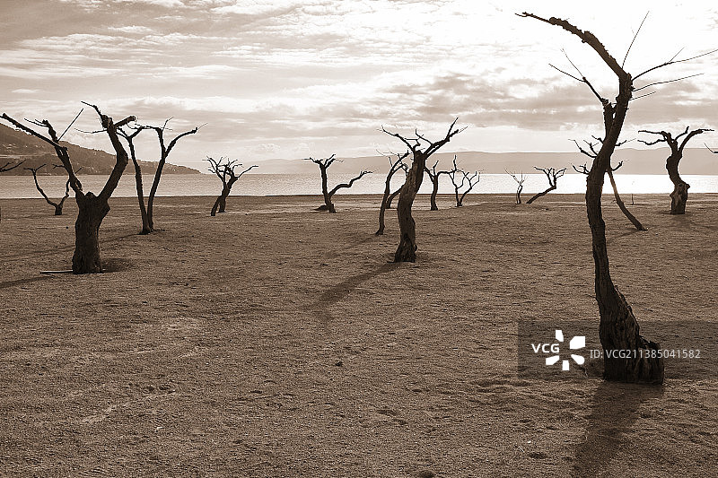 克罗地亚，田野上光秃秃的树木在天空下的轮廓图片素材