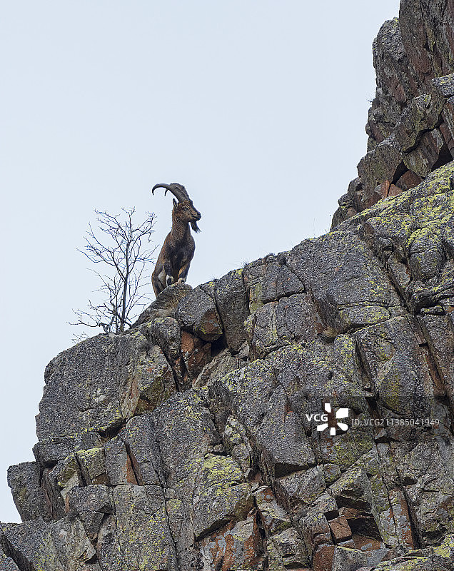 仰视：鸟儿栖息在岩石上，吉雷松，土耳其图片素材