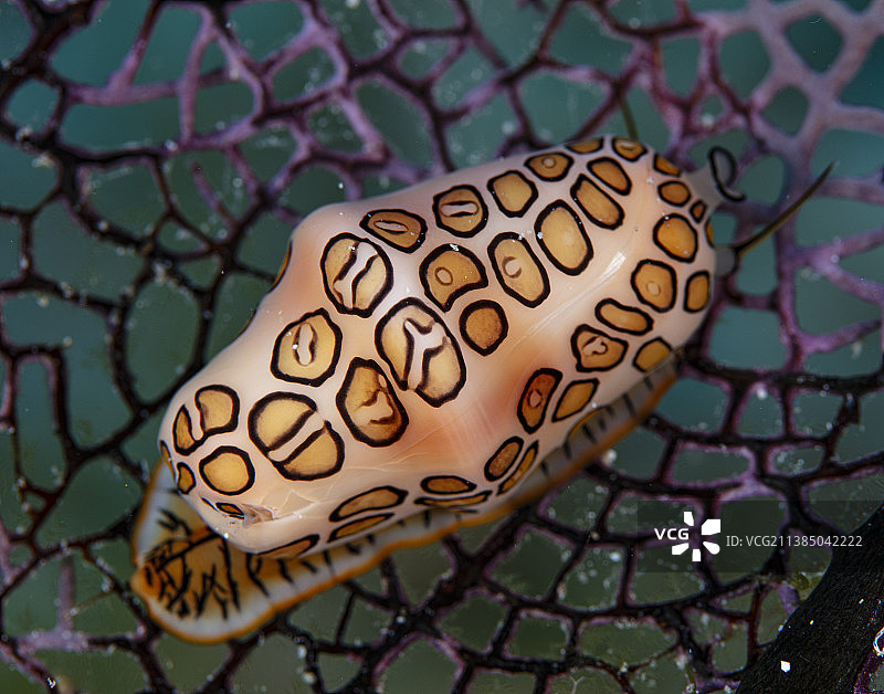 开曼群岛布拉克岛链环栅栏上的心形特写图片素材