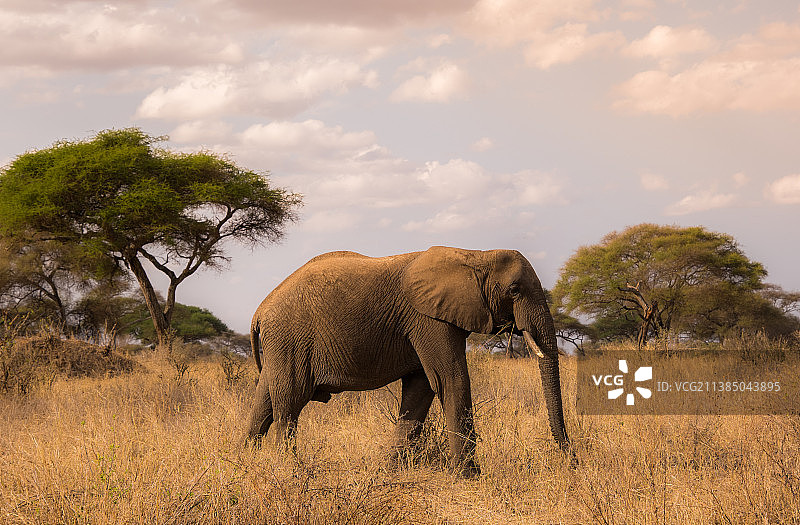 荒野中的动物：白天在高草中吃草的大象图片素材