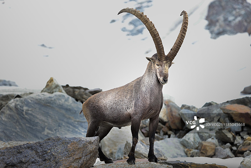 阿尔卑斯山之王，雄伟壮丽，瑞士图片素材