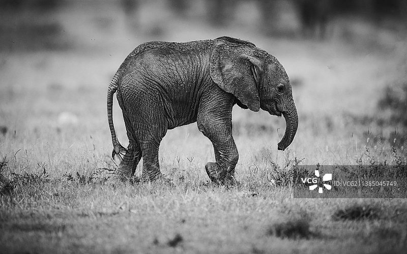 非洲象在肯尼亚马拉辛巴的田野上行走图片素材
