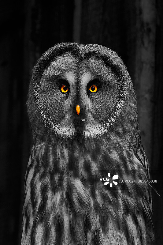 大灰猫头鹰特写图片素材