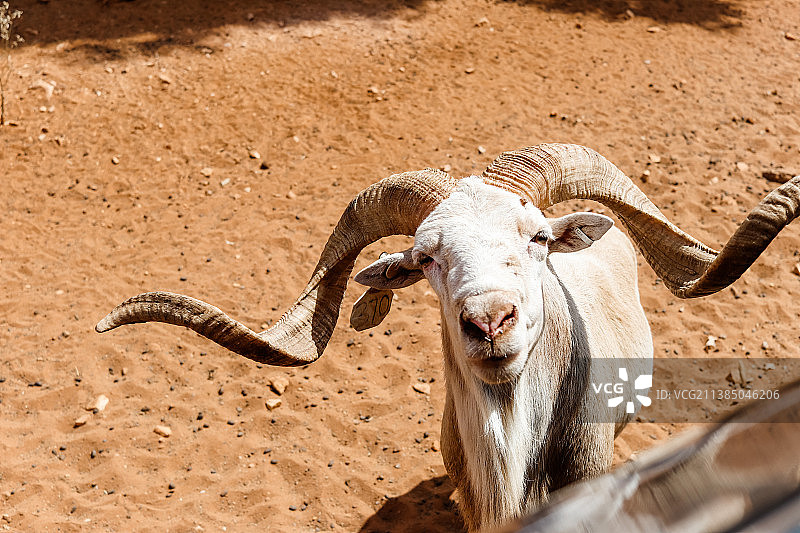 站立在田野上的山羊图片素材