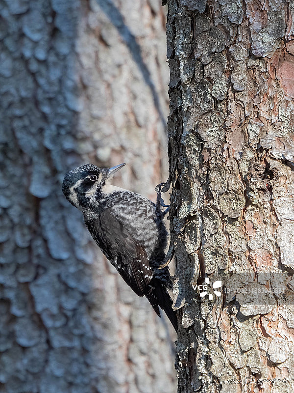 德国阿尔卑斯山的三趾啄木鸟，巴伐利亚，德国图片素材