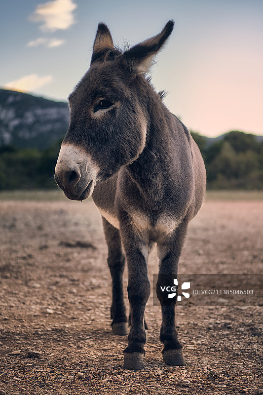 当地向导：意大利戈尔戈高原上的马图片素材
