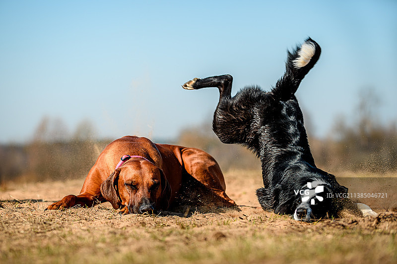 可爱的家犬在俄罗斯的田野里玩耍和休息，背景是蓝天图片素材