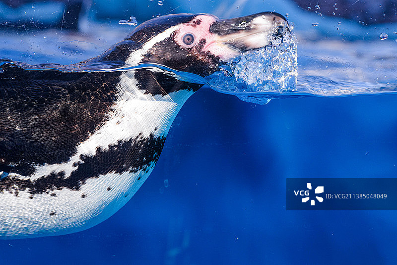 企鹅在海中游泳的特写，塞尔维亚贝尔格莱德图片素材