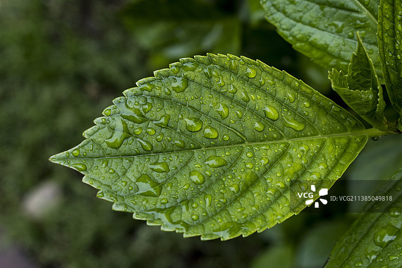 在雨季潮湿植物叶子的特写图片素材