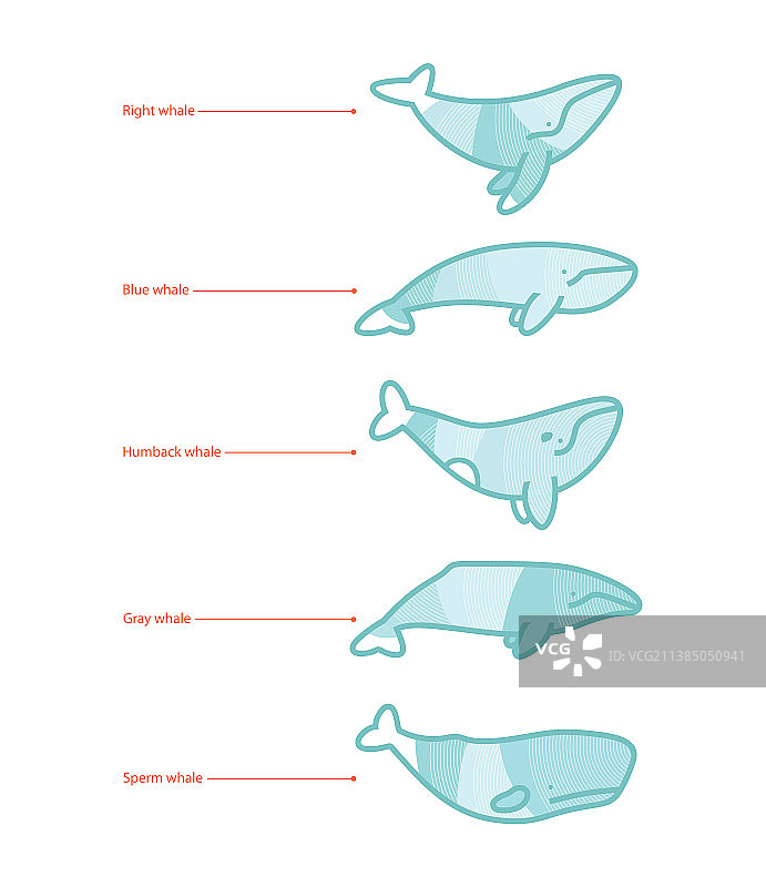 鲸鱼种类图标合集（白色背景）图片素材