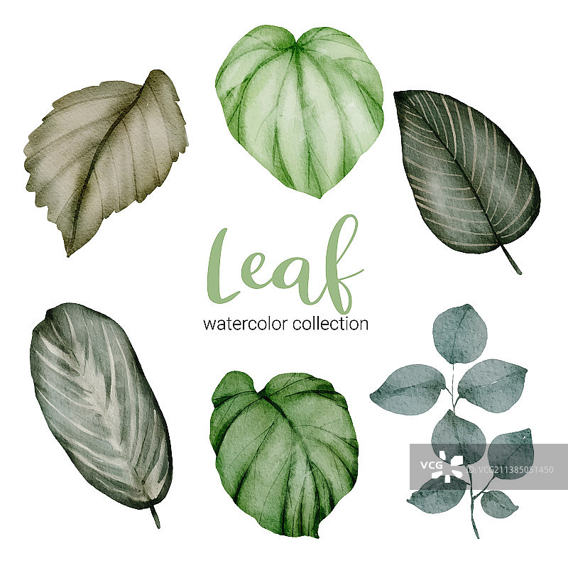植物叶子的美丽分离部分集合图片素材