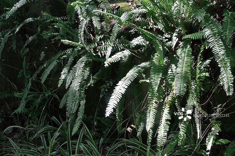 阳光下的植物图片素材