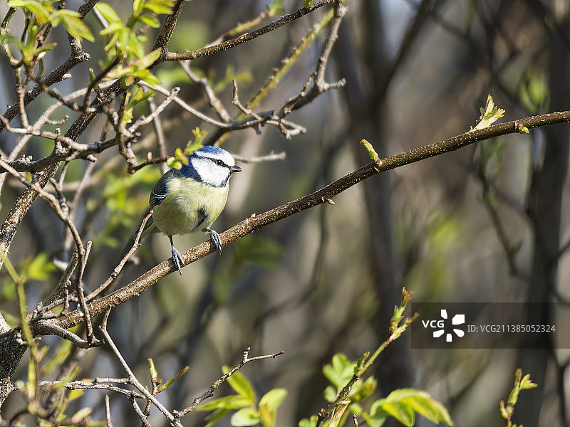 特写：沼泽山雀栖息于树枝上，爱丁堡，英国图片素材