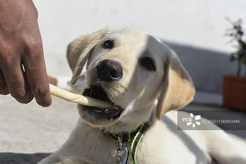 男子喂养拉布拉多幼犬的局部照片图片素材