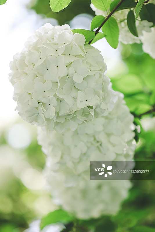 白色开花植物的特写图片素材