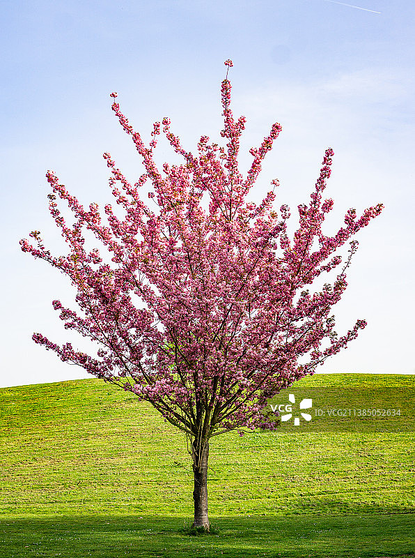 田野上对着天空的樱花树图片素材