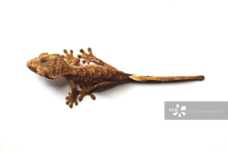 白色背景上的壁虎高角度视图图片素材