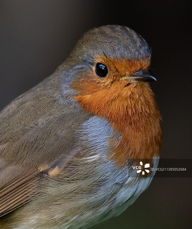 黑色背景下的知更鸟特写，英国奥平顿图片素材