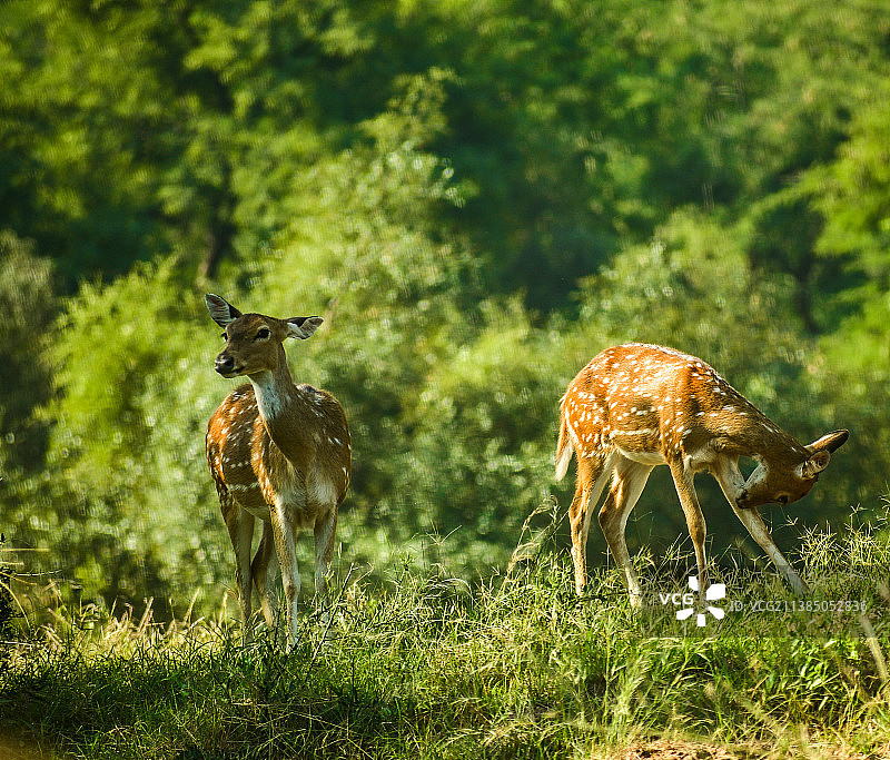 田野里一只动物的特写图片素材