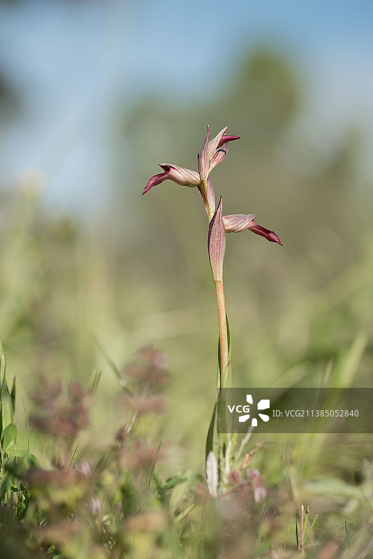 舌唇兰特写，生长在西班牙托莱多塔拉韦拉-德拉雷纳的田野上图片素材