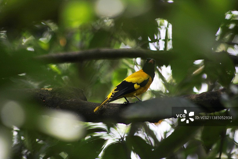 黑头黄鹂：鸣禽栖息在树上的低角度视图图片素材
