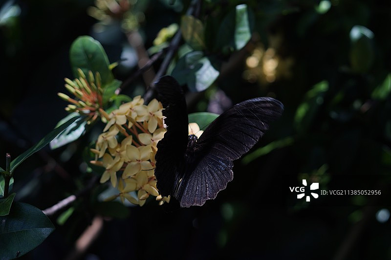 牧师凤蝶栖息在黄色花朵上，近距离拍摄植物上的蝴蝶，印度尼西亚塔巴南图片素材