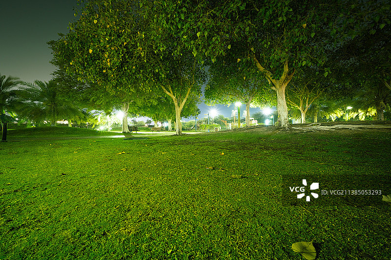 绿色公园区夜间树木图片素材