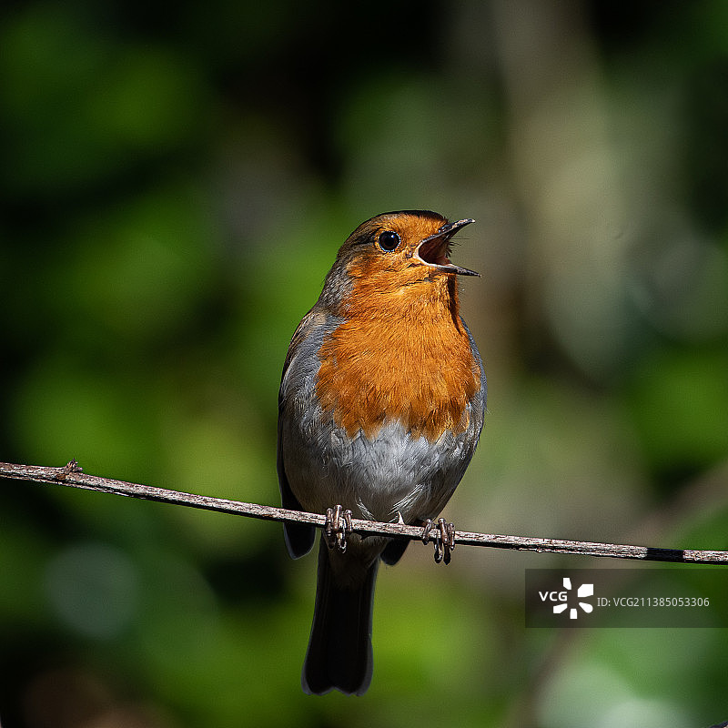 知更鸟栖息在电缆上特写，柯林斯公园，爱尔兰图片素材