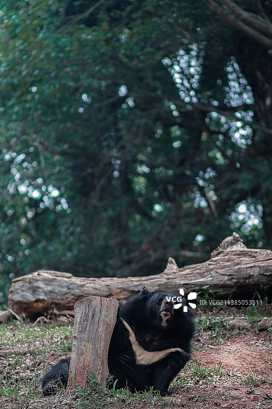 懒熊坐在田野上特写图片素材