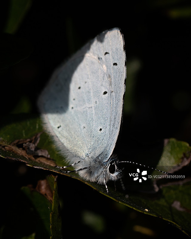 叶子上的蝴蝶特写，都柏林，爱尔兰图片素材