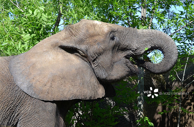 非洲沙漠象特写图片素材