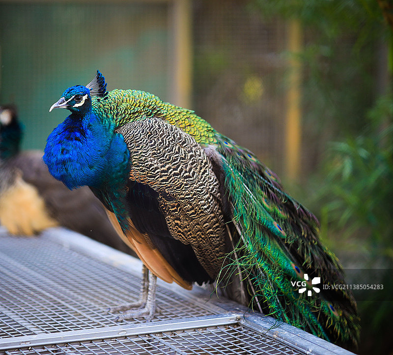 孔雀特写图片素材